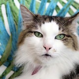 Entry image for Kobie