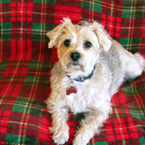 Entry image for Koko