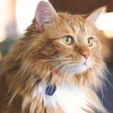 Entry image for Kukki