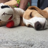 Entry image for Buddy 