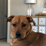 Entry image for Houston