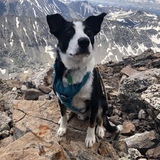 Entry image for Barley