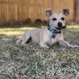 Entry image for Scout 