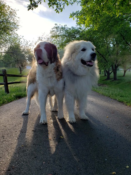 Entry image for Goober & Tizzy aka Droolkidz. Clicking this image will show a larger photo