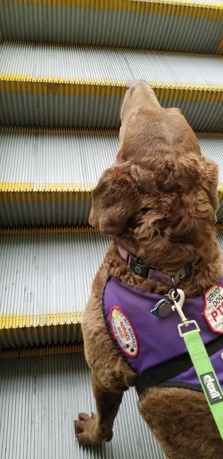 Entry image for Stella. Clicking this image will show a larger photo