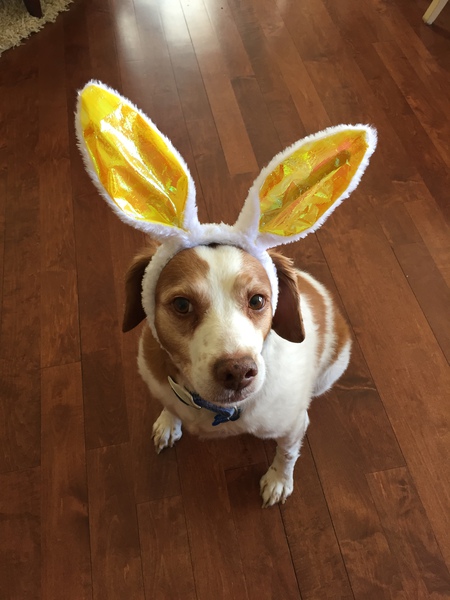 Entry image for Missy, the Easter Brittany. Clicking this image will show a larger photo