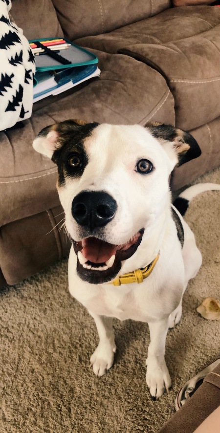 Entry image for Olly . Clicking this image will show a larger photo