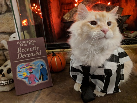 Entry image for Samson. Clicking this image will show a larger photo