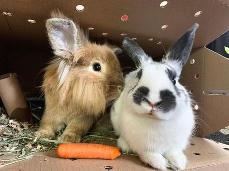 Entry image for Bender (left) and Rorschach (right). Clicking this image will show a larger photo