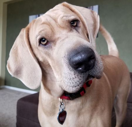 Entry image for Daisy. Clicking this image will show a larger photo