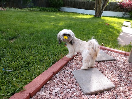 Entry image for Cody. Clicking this image will show a larger photo