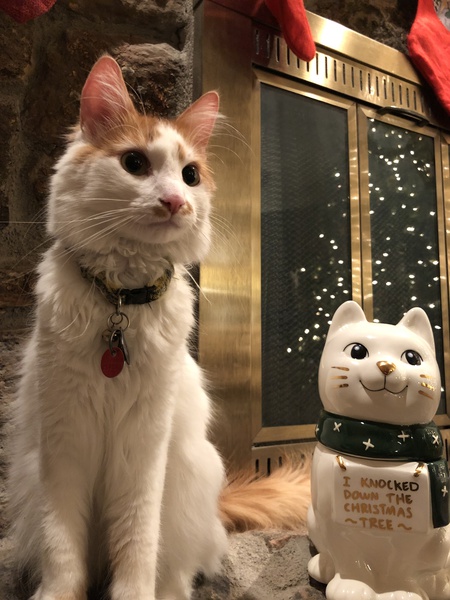 Entry image for Colby Jack. Clicking this image will show a larger photo