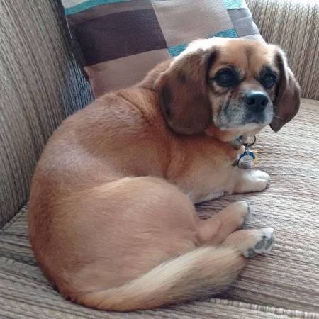 Entry image for Scrappy. Clicking this image will show a larger photo