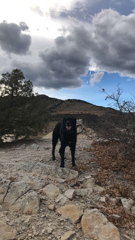 Entry image for Lexi . Clicking this image will show a larger photo