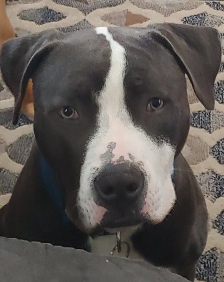 Entry image for Diesel. Clicking this image will show a larger photo