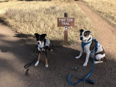 Entry image for Owen and Enzo. Clicking this image will show a larger photo