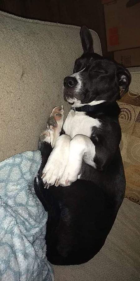 Entry image for Cheddar. Clicking this image will show a larger photo