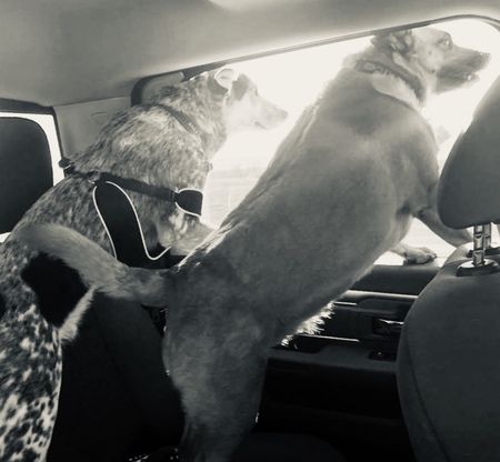 Entry image for Wylie and Finn. Clicking this image will show a larger photo