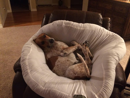 Entry image for Maverick. Clicking this image will show a larger photo