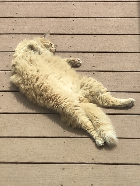 Entry image for Nino. Clicking this image will show a larger photo