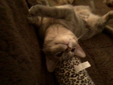 Entry image for Missy. Clicking this image will show a larger photo