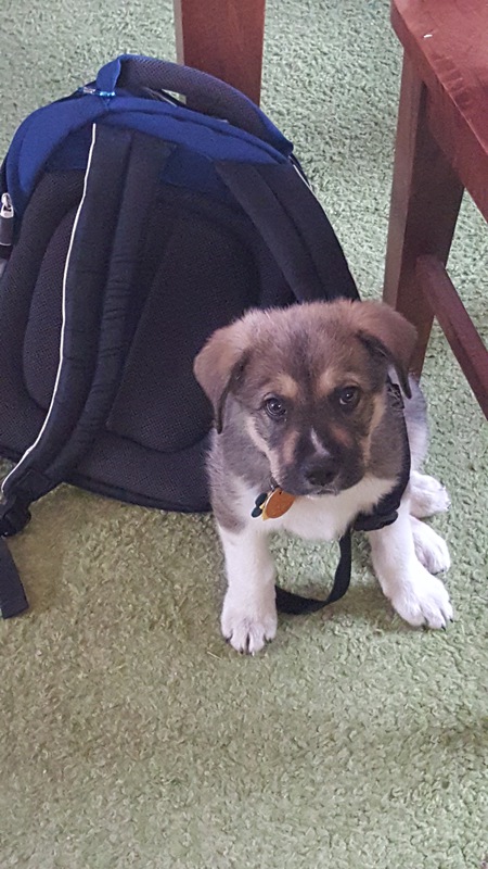 Entry image for Boomer. Clicking this image will show a larger photo