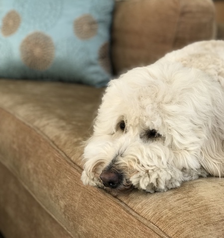 Entry image for Digby. Clicking this image will show a larger photo