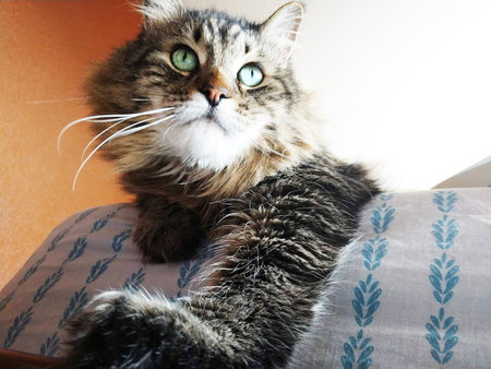 Entry image for Harley. Clicking this image will show a larger photo