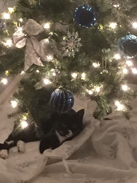 Entry image for Tina. Clicking this image will show a larger photo