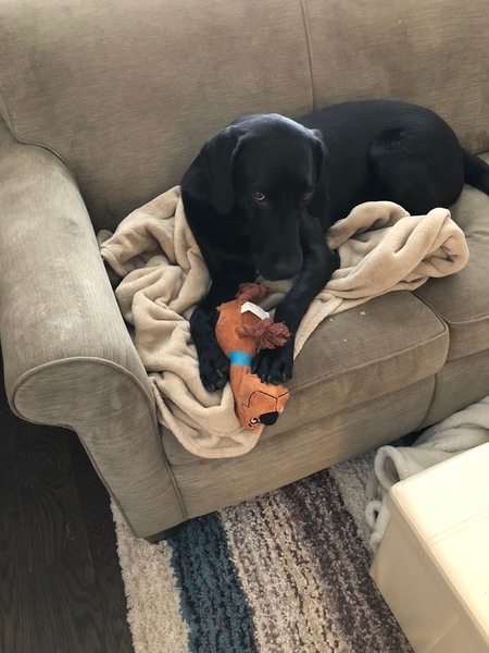 Entry image for Buster. Clicking this image will show a larger photo