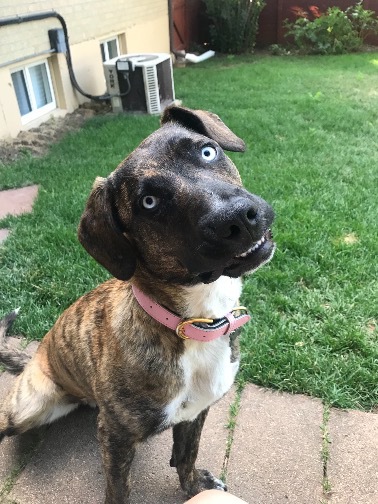 Entry image for Nymeria. Clicking this image will show a larger photo