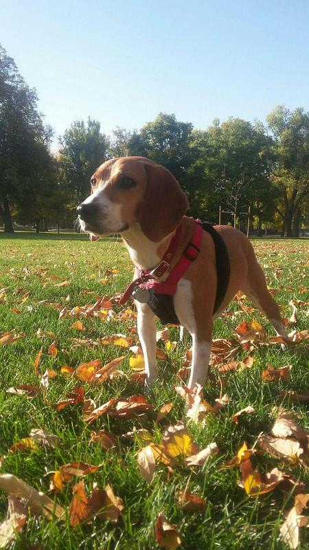 Entry image for Elroy. Clicking this image will show a larger photo