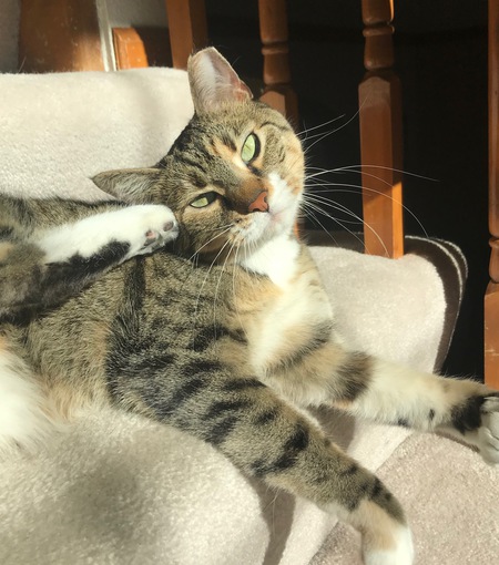 Entry image for Tinker. Clicking this image will show a larger photo