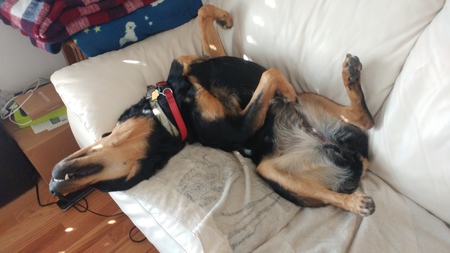 Entry image for Kodiak. Clicking this image will show a larger photo