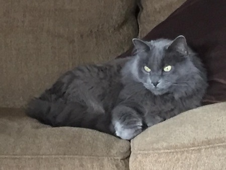 Entry image for Meme. Clicking this image will show a larger photo