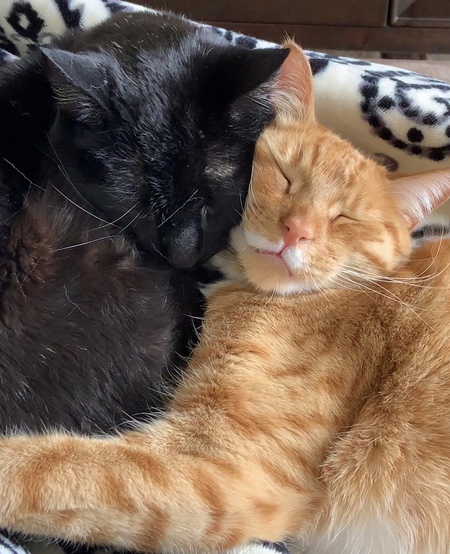 Entry image for Louie and PJ. Clicking this image will show a larger photo