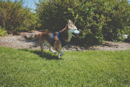 Entry image for Sebastian. Clicking this image will show a larger photo