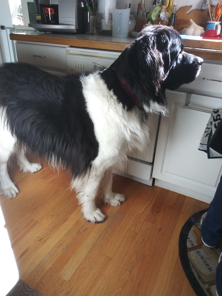 Entry image for Taylor. Clicking this image will show a larger photo