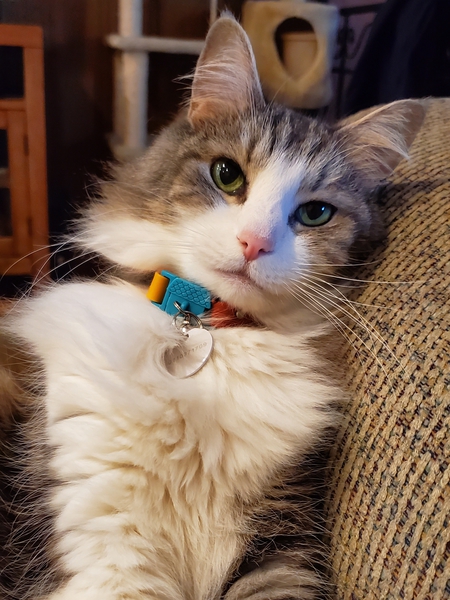 Entry image for Finn. Clicking this image will show a larger photo