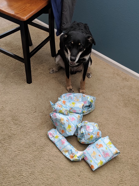 Entry image for Loki. Clicking this image will show a larger photo