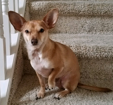 Entry image for Jakey the Roo. Clicking this image will show a larger photo