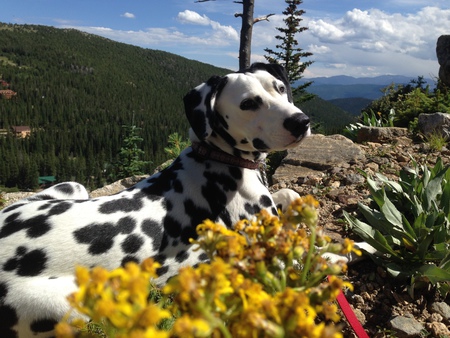 Entry image for Oreo. Clicking this image will show a larger photo