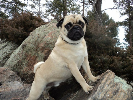 Entry image for Otis . Clicking this image will show a larger photo