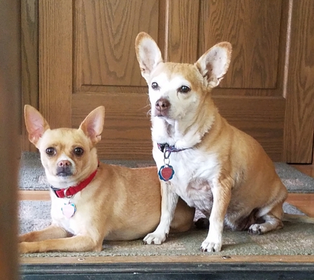 Entry image for Cookie & PD. Clicking this image will show a larger photo