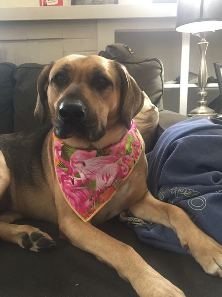 Entry image for Lola. Clicking this image will show a larger photo