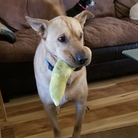 Entry image for Olaf. Clicking this image will show a larger photo