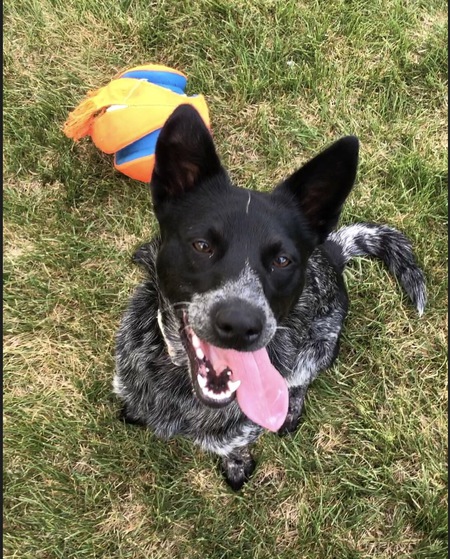 Entry image for Pepper. Clicking this image will show a larger photo