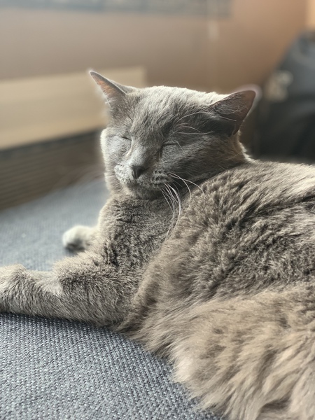 Entry image for Aslan. Clicking this image will show a larger photo