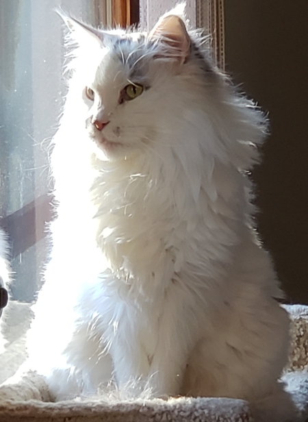 Entry image for Lucy. Clicking this image will show a larger photo