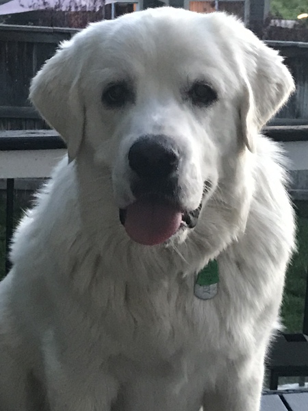 Entry image for Bentley. Clicking this image will show a larger photo